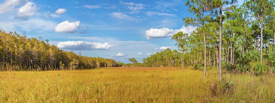 Trees In A Forest, Corkscrew Swamp Photograph by Panoramic Images