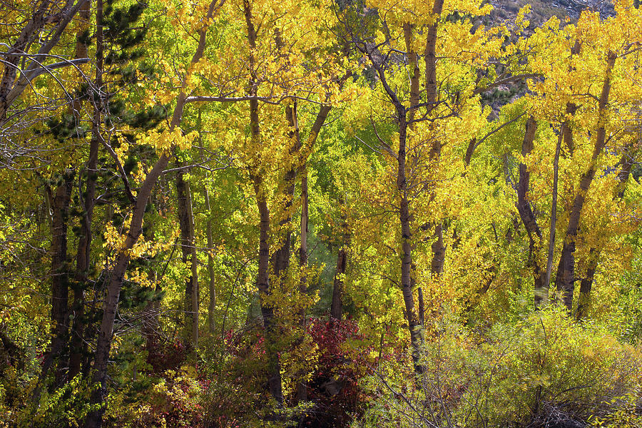 Trees In A Forest, Loop Falls, June Photograph by Panoramic Images ...