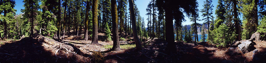 Trees In A Forest, Wizard Island Photograph by Panoramic Images