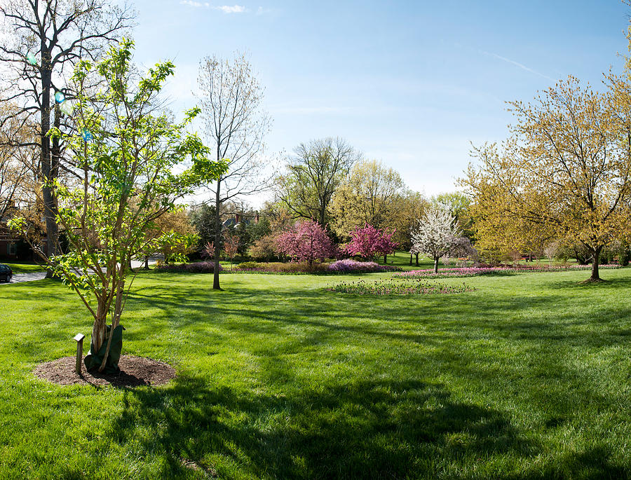 Baltimore Photograph - Trees In A Garden, Sherwood Gardens by Panoramic Images