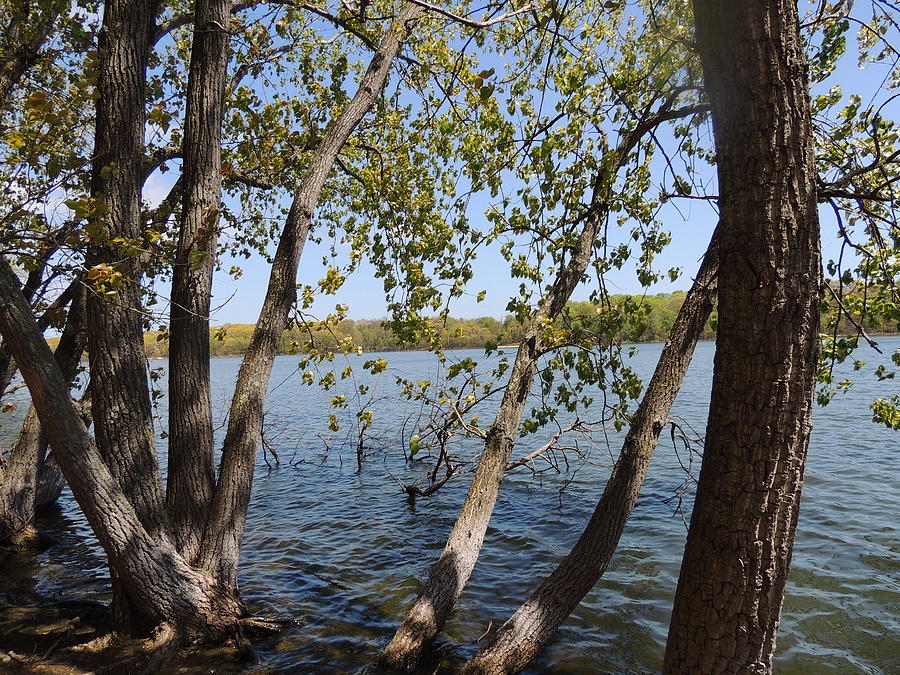 Tree Photograph - Trees in a Lake by Anastasia Konn