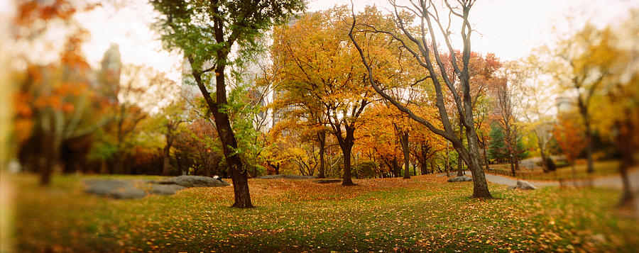 Trees In A Park, Central Park Photograph by Panoramic Images