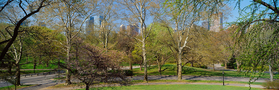 Trees In A Park, Central Park West Photograph by Panoramic Images