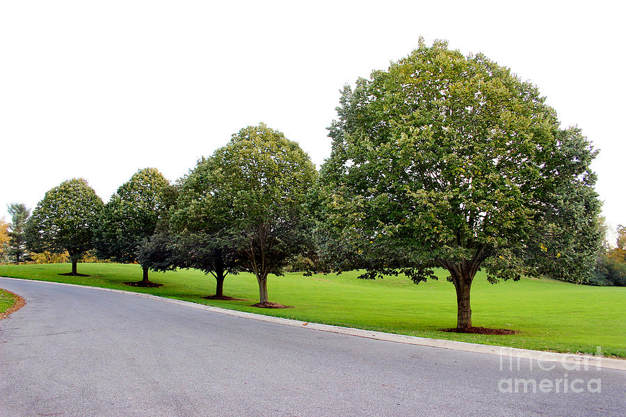 Trees in a Row Photograph by Karen Adams
