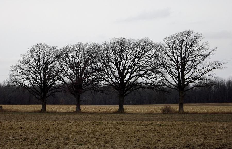 Trees in a Row Photograph by Linda Kerkau