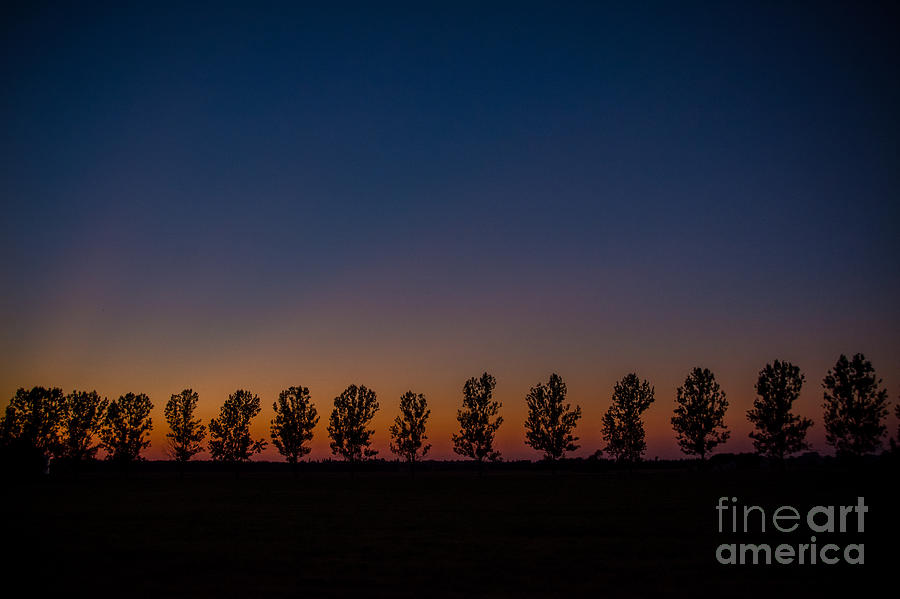 Trees in a Row Sunset Photograph by Cheryl Baxter