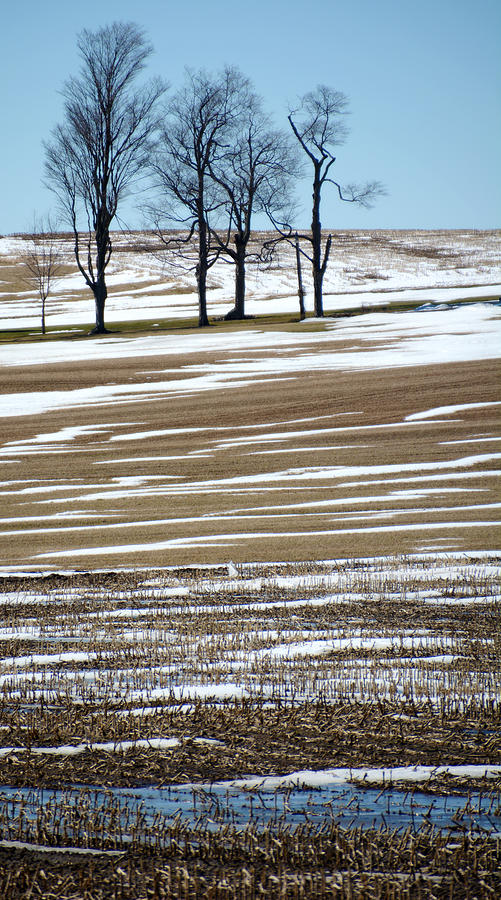 Tree Photograph - Trees in a row by Tracy Winter