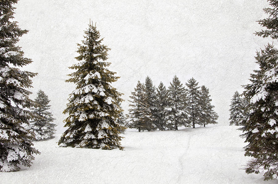 Trees In A Snowstorm Textured Photograph by Lisa Stokes