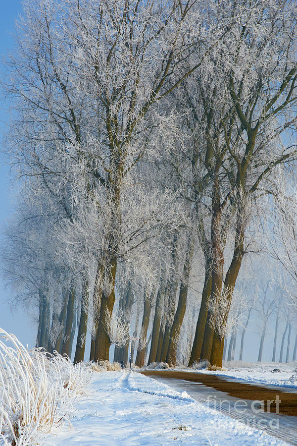 Tree Photograph - Trees in a snowy environment by Nick  Biemans