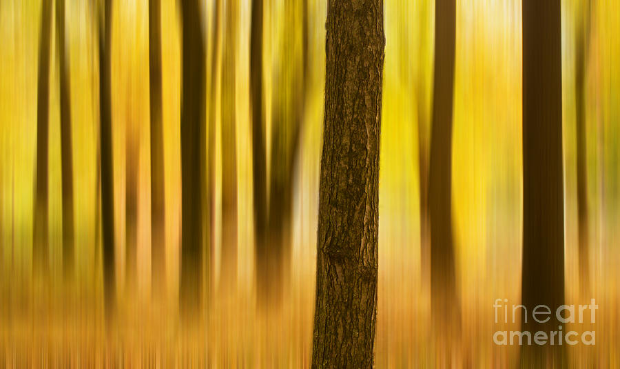 Tree Photograph - Trees in Autumn forest by Rima Biswas