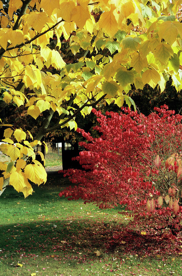 Trees In Autumn Photograph by Jim D Saul/science Photo Library