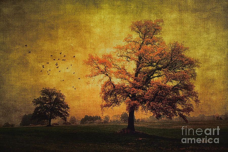 Tree Photograph - Trees in Autumn by Jutta Maria Pusl