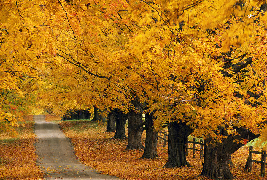 Trees In Autumn Photograph by Natural Selection Tony Sweet