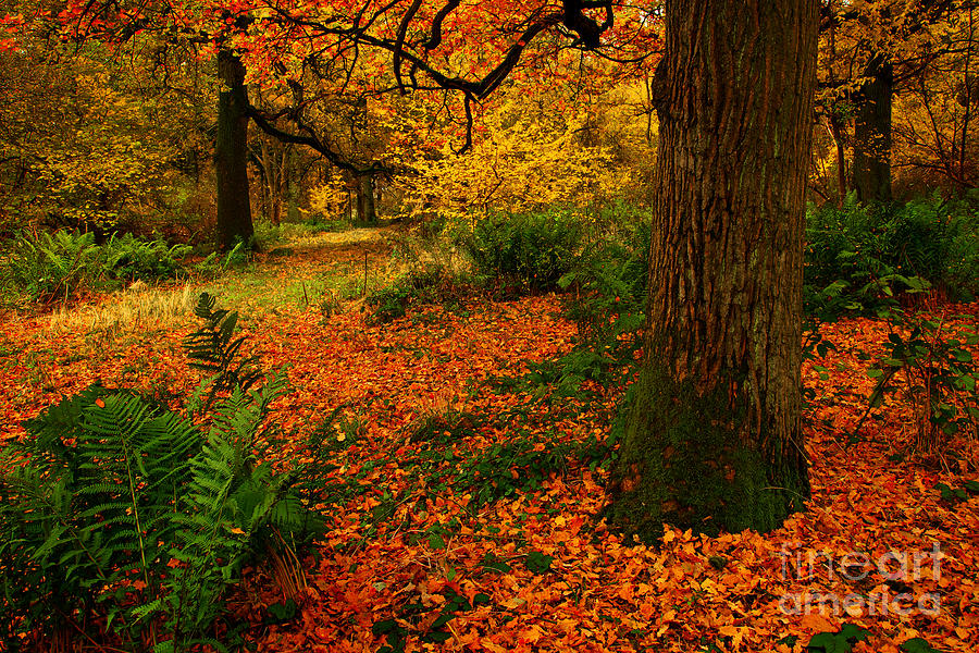 Trees in Autumn Woodland Photograph by Martyn Arnold