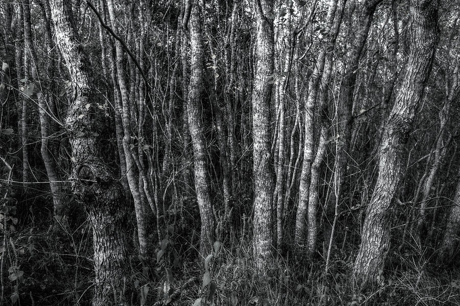 Trees in Black and White Digital Art by Linda Unger