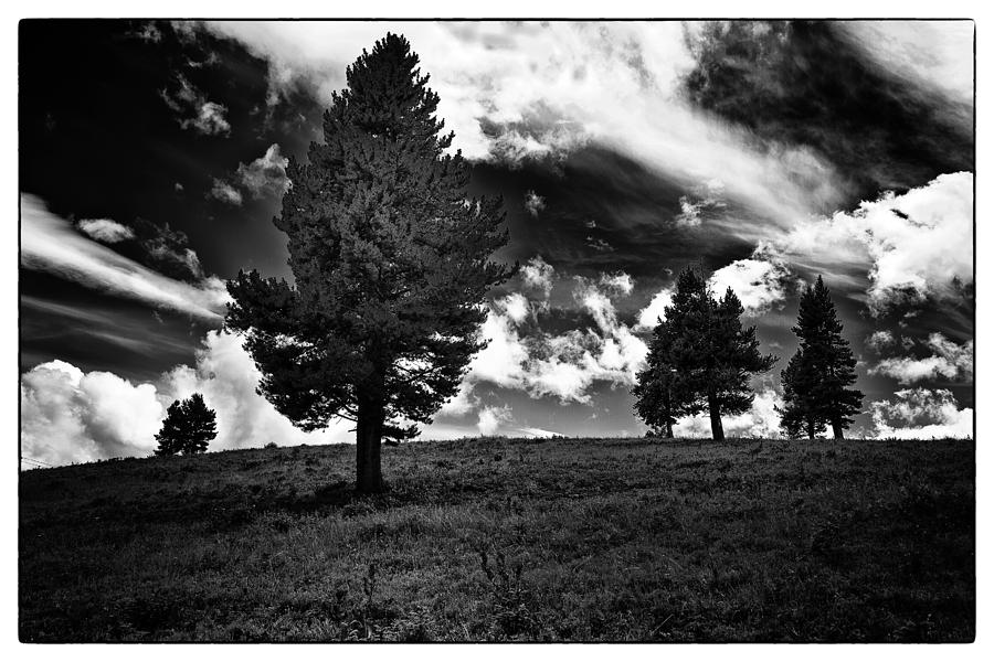 Trees In Black and White Photograph by Madeline Ellis