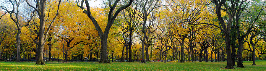 Trees in Central Park Photograph by Yue Wang