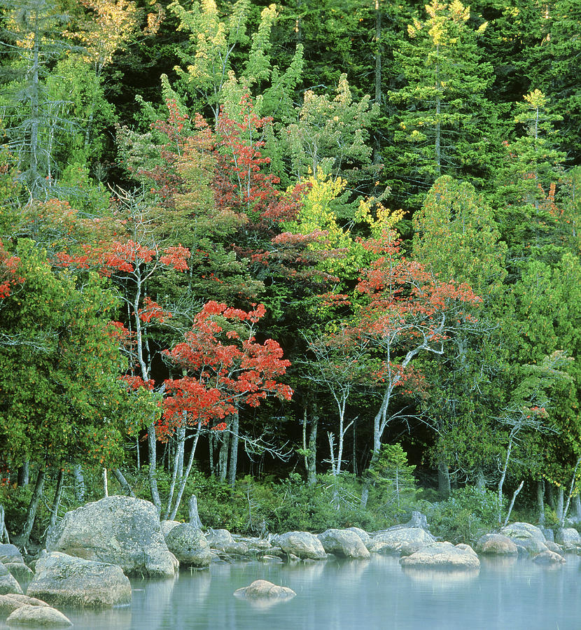 Nature Photograph - Trees In Fall Colors & Pond Acadia Np by Judy Holmes