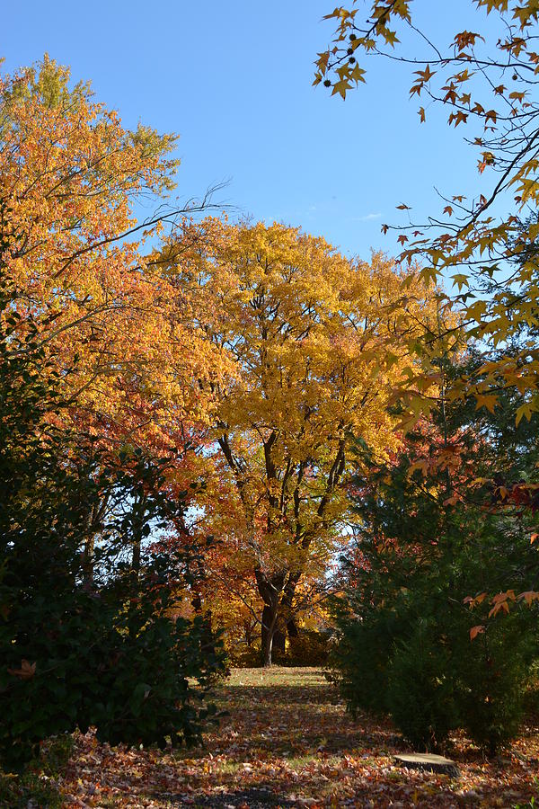 Trees in Fall Photograph by Kenneth Cole