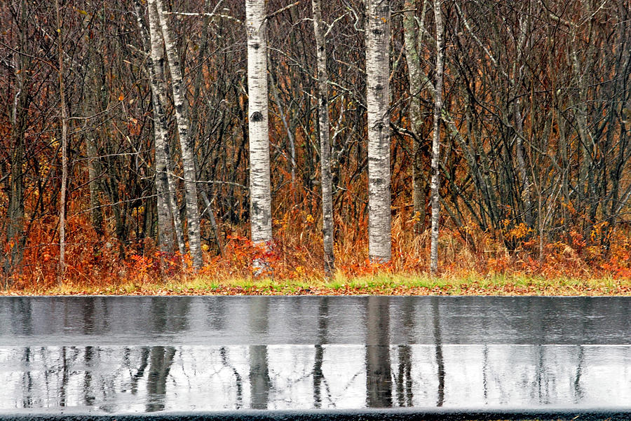 Trees in Fall Reflection Photograph by Barbara West