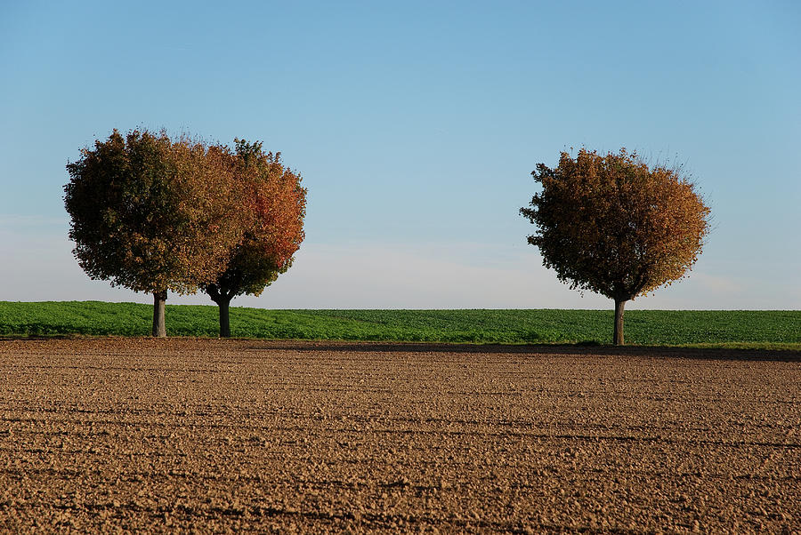 Trees In Field Photograph by David Min