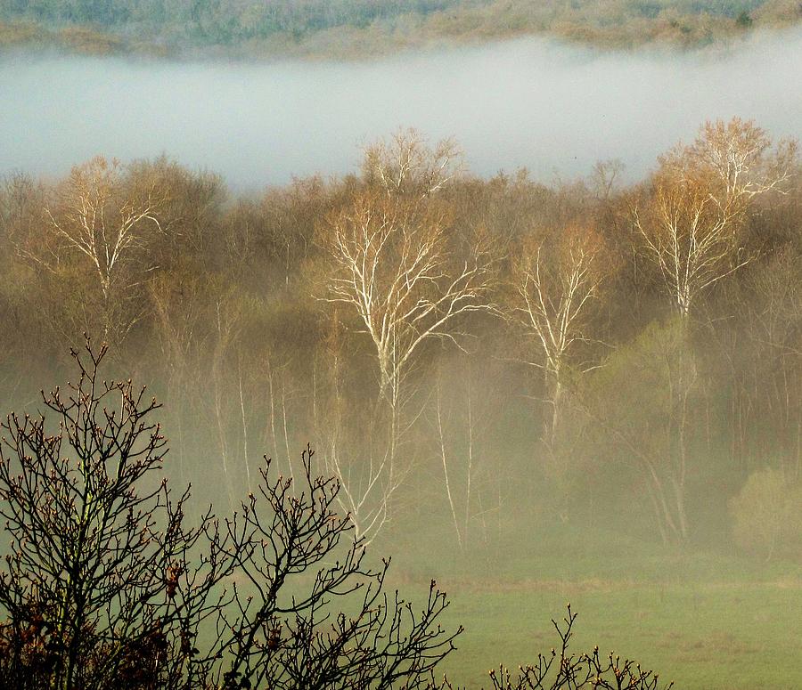 Tree Photograph - Trees in Fog 5 by Dena Kidd