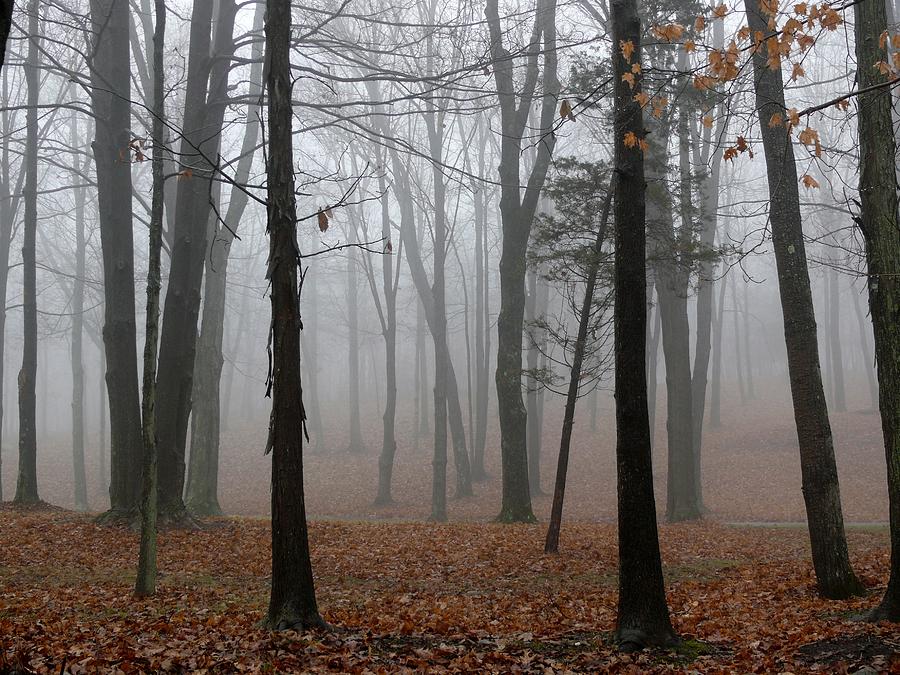 Fall Photograph - Trees in Fog by Ellen Stockdale Wolfe