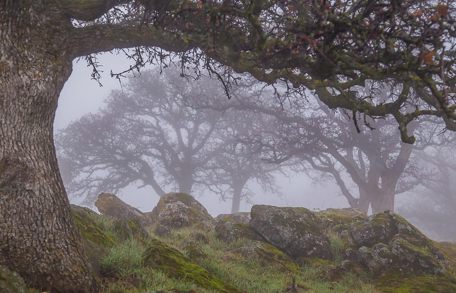 Trees in Fog Photograph by Marc Crumpler