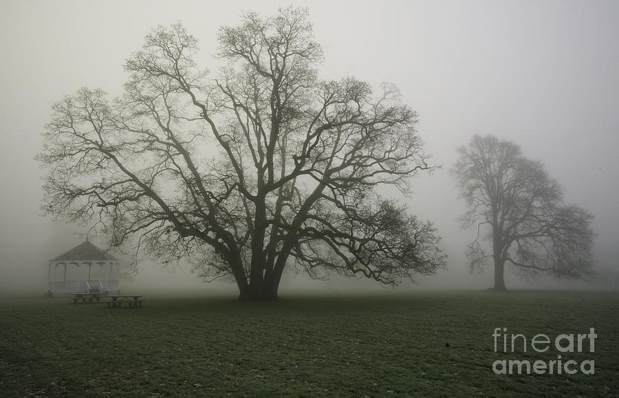 Trees in fog Photograph by Rich Collins