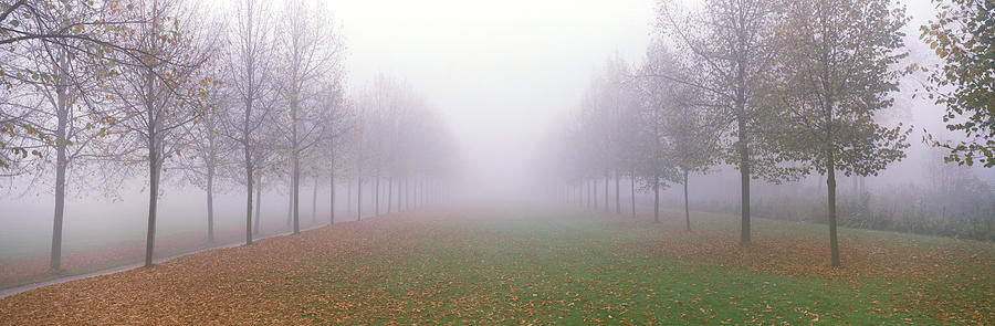 Tree Photograph - Trees In Fog Schleissheim Germany by Panoramic Images