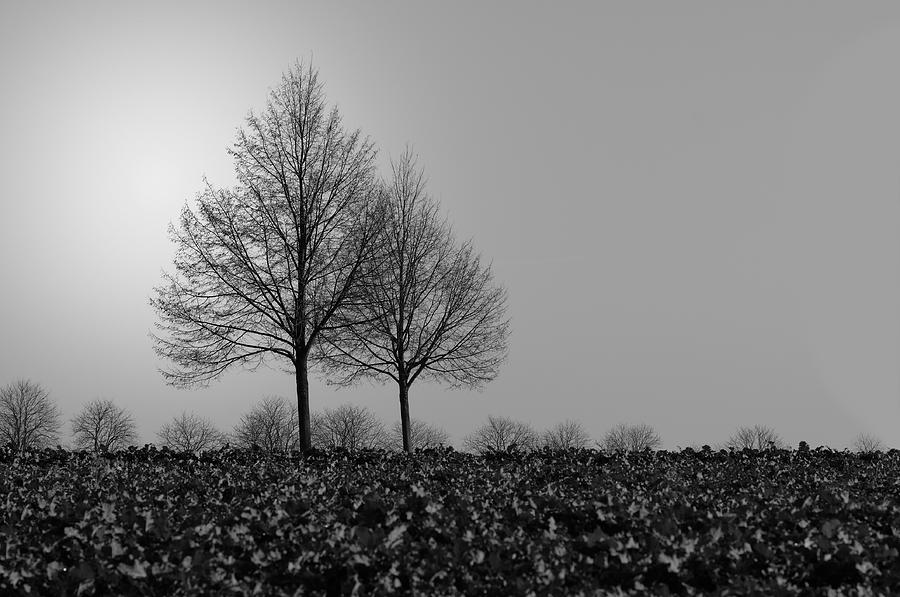 Trees In Fog Photograph by --zirko--
