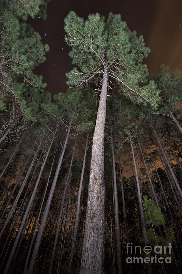 Trees in Forest at Night Photograph by Jonathan Welch