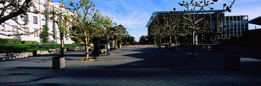Trees In Front Of A Campus, University Photograph by Panoramic Images