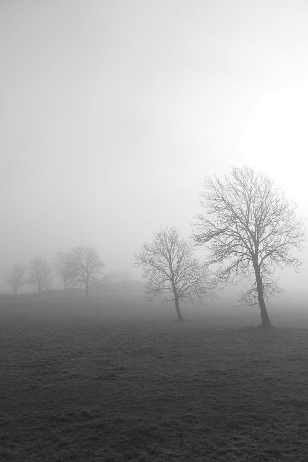 Trees in Galway field Photograph by Patrick Dinneen - Fine Art America