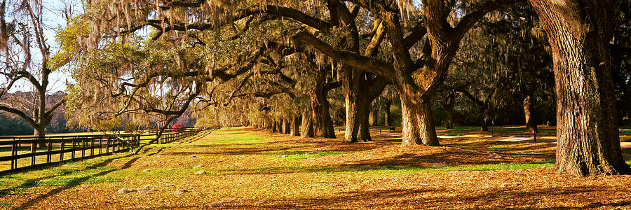 Trees In Garden, Boone Hall Plantation Photograph by Panoramic Images ...