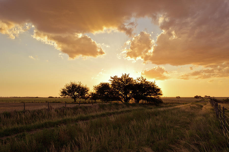 Trees In Grass Field At Sunset Photograph by Franco Rostan