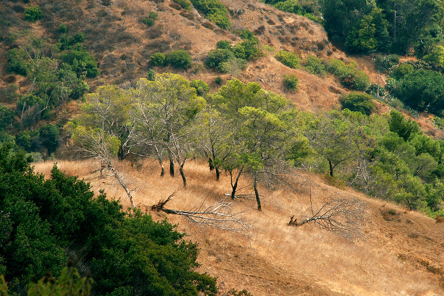 Trees in Griffith Park Photograph by Steve Tracy
