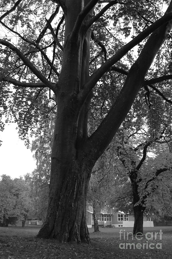 Trees in Horten Photograph by Randi Grace Nilsberg