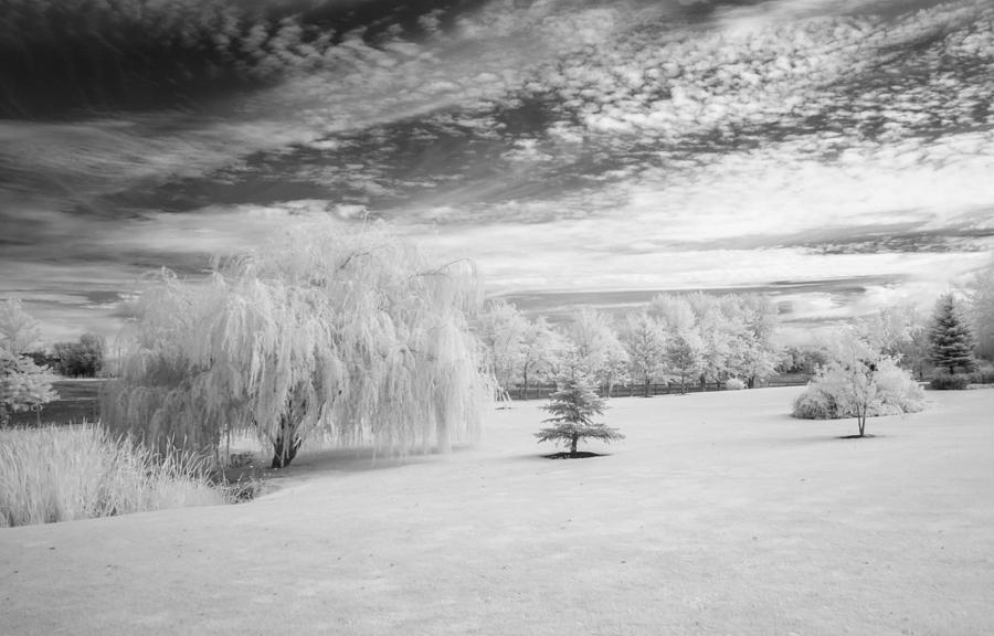 Trees in Infrared Photograph by Guy Whiteley