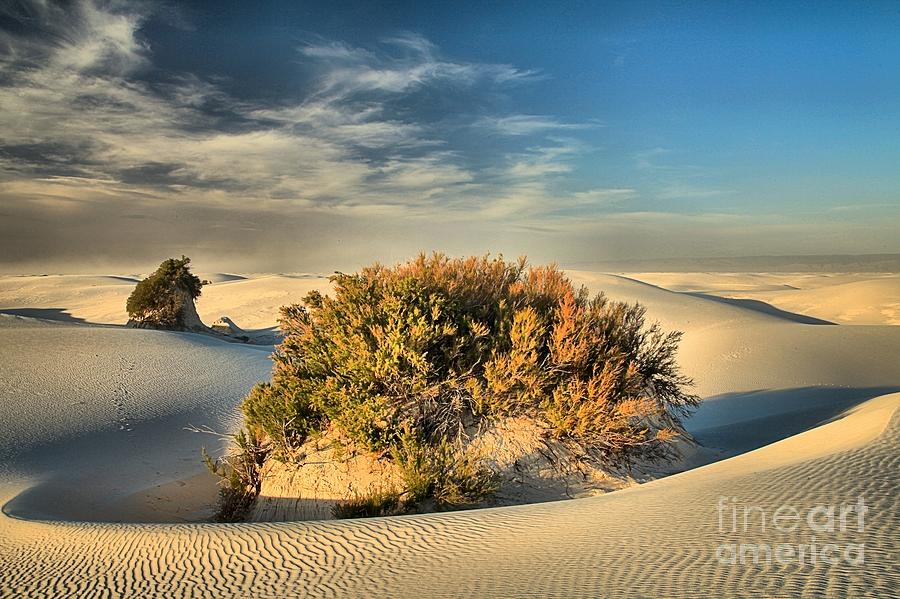 White Sands National Monument Photograph - Trees In Isolation by Adam Jewell