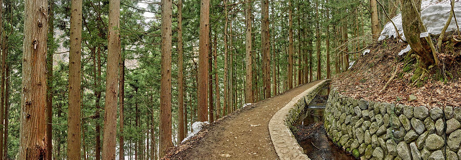 Color Image Photograph - Trees In Jigokudani Monkey Park by Panoramic Images Color Image Photograph - Trees In Jigokudani Monkey Park by Panoramic Images