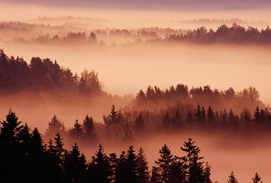 Trees In Mist Photograph by Pekka Parviainen/science Photo Library