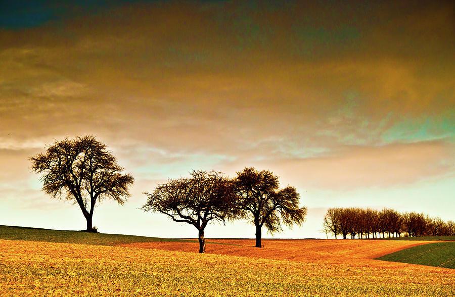 Trees In Open Landscape Photograph by Ulrich Mueller