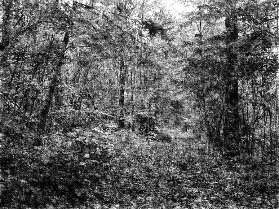 Trees in Pencil Drawing by Tom Tunnicliff