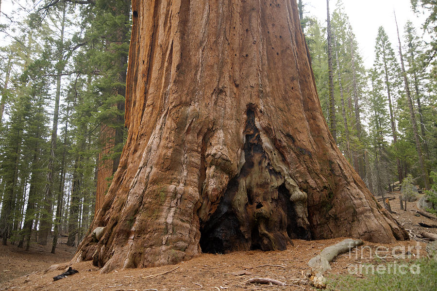 Trees In Sequoia National Park Photograph by Mark Newman