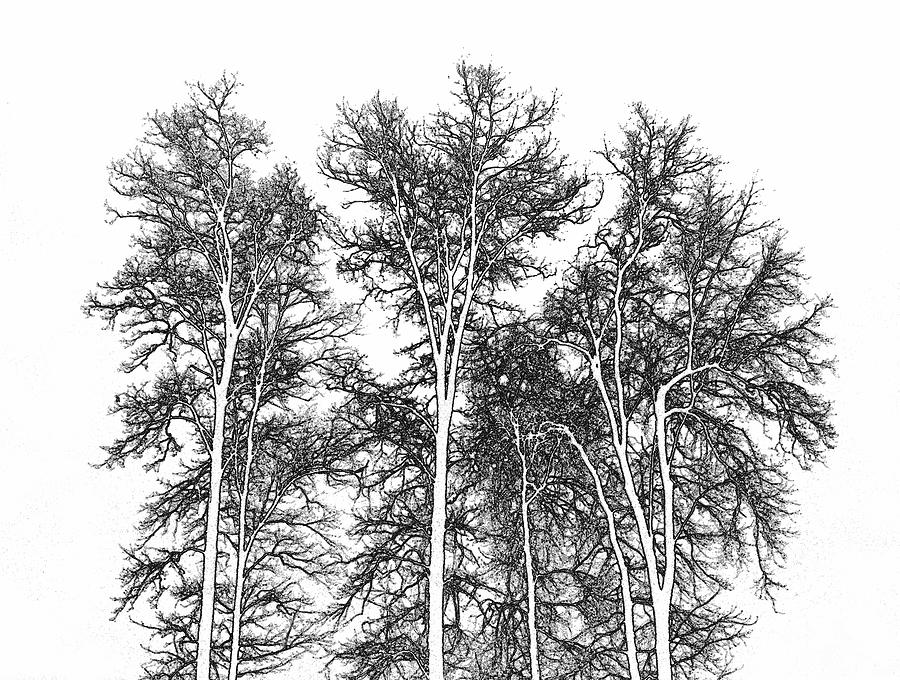 Tree Photograph - Trees in Silhouette by John Henkel