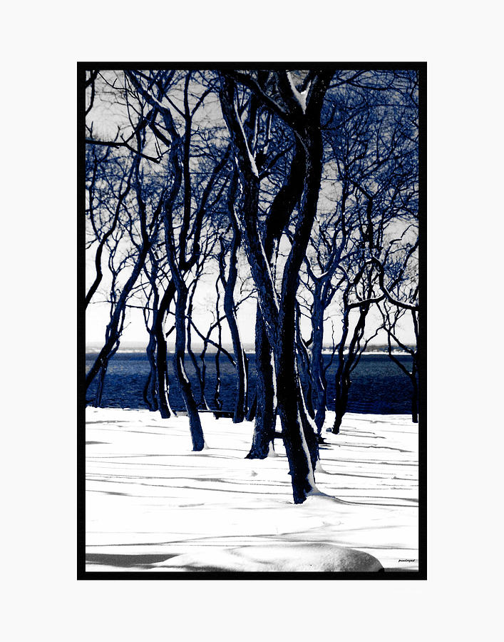 Trees in Snow II Bristol Rhode Island Photograph by Tom Prendergast