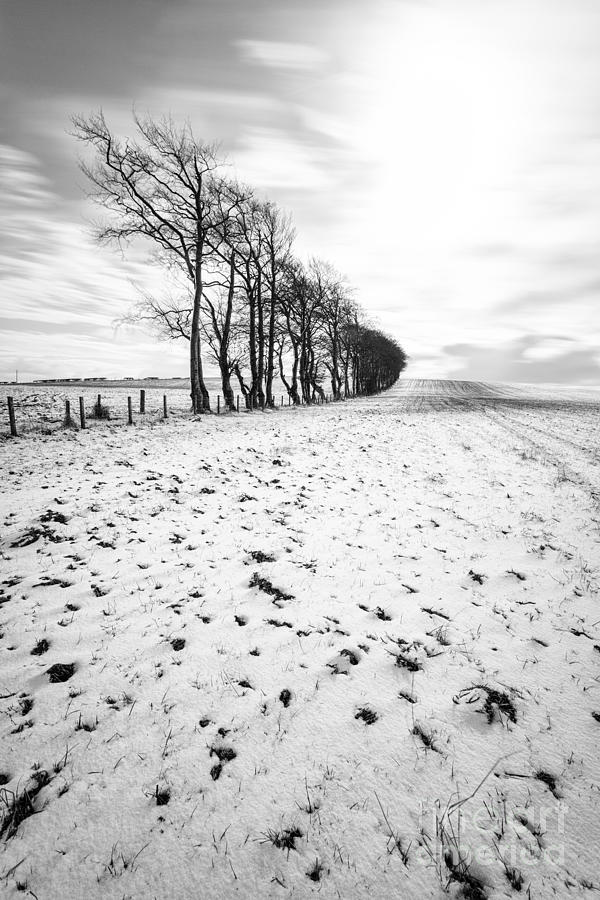 Snow Photograph - Trees in snow Scotland ii by John Farnan