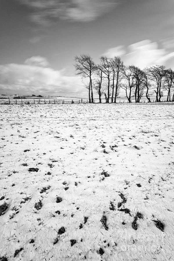 Snow Photograph - Trees in snow Scotland iii by John Farnan