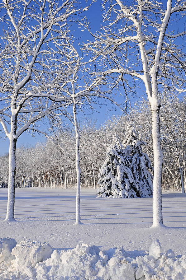 Winter Photograph - Trees In Snow  Wisconsin by Anonymous